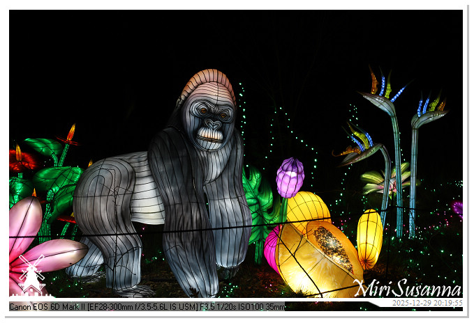 Beekse Bergen Light Safari 2025 IMG_4798