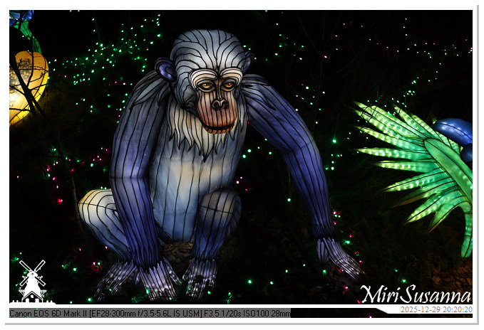 Beekse Bergen Light Safari 2025 IMG_4799