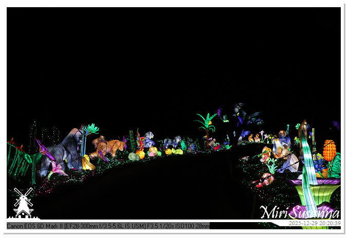 Beekse Bergen Light Safari 2025 IMG_4800