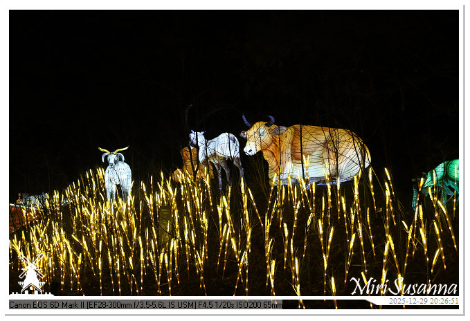 Beekse Bergen Light Safari 2025 IMG_4822