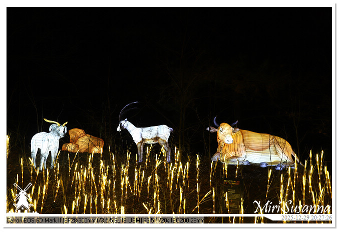 Beekse Bergen Light Safari 2025 IMG_4823