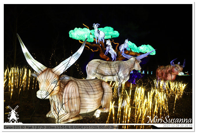 Beekse Bergen Light Safari 2025 IMG_4827