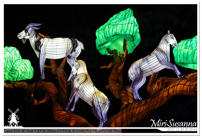 Beekse Bergen Light Safari 2025 IMG_4828