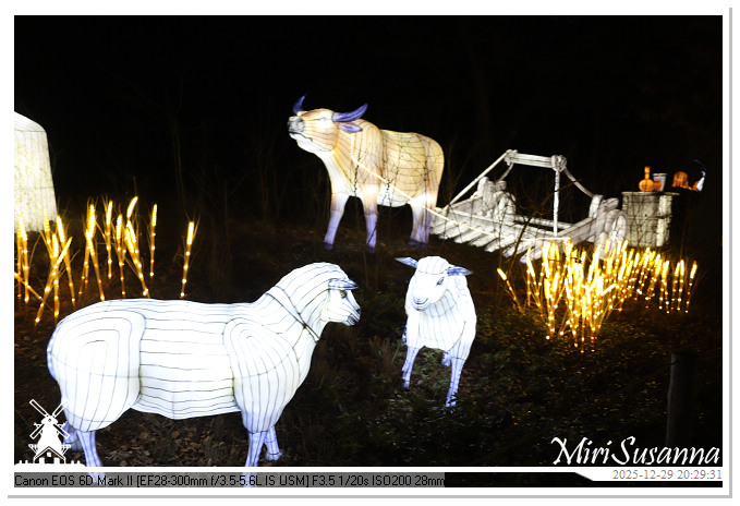 Beekse Bergen Light Safari 2025 IMG_4830