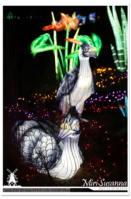 Beekse Bergen Light Safari 2025 IMG_4836