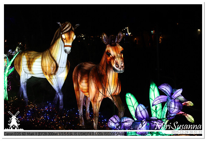 Beekse Bergen Light Safari 2025 IMG_4838