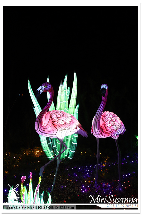 Beekse Bergen Light Safari 2025 IMG_4839