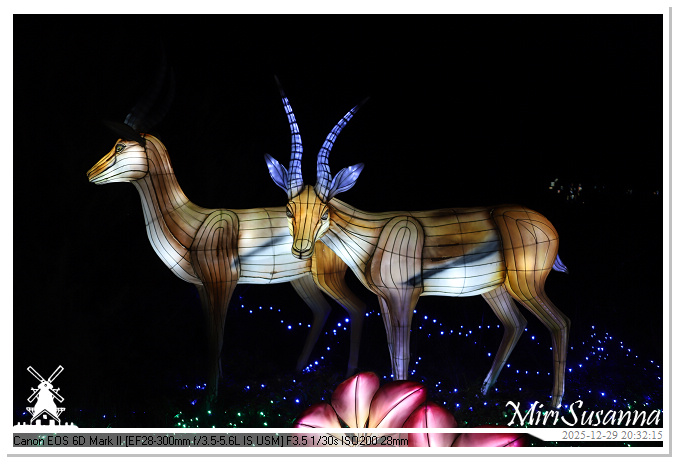 Beekse Bergen Light Safari 2025 IMG_4841