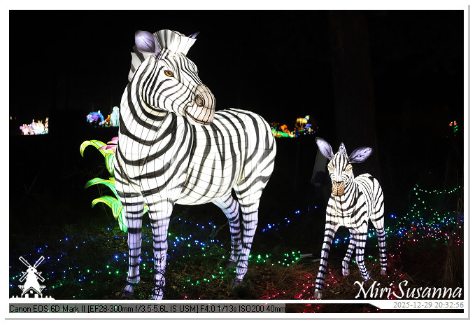 Beekse Bergen Light Safari 2025 IMG_4843