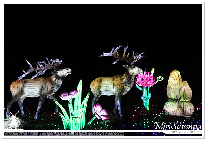 Beekse Bergen Light Safari 2025 IMG_4845