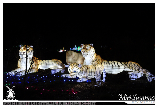 Beekse Bergen Light Safari 2025 IMG_4846