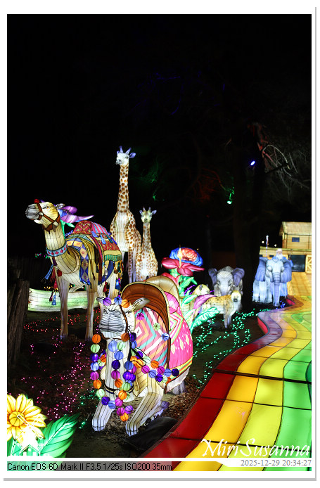 Beekse Bergen Light Safari 2025 IMG_4848