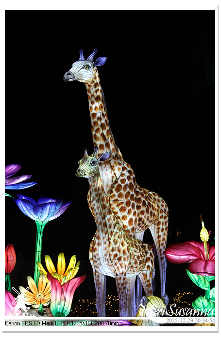 Beekse Bergen Light Safari 2025 IMG_4849