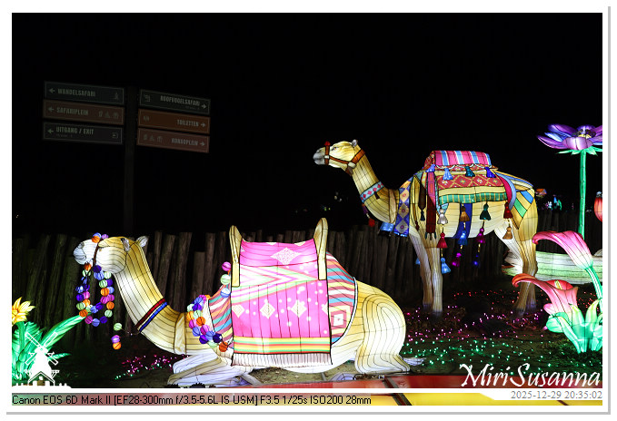 Beekse Bergen Light Safari 2025 IMG_4850