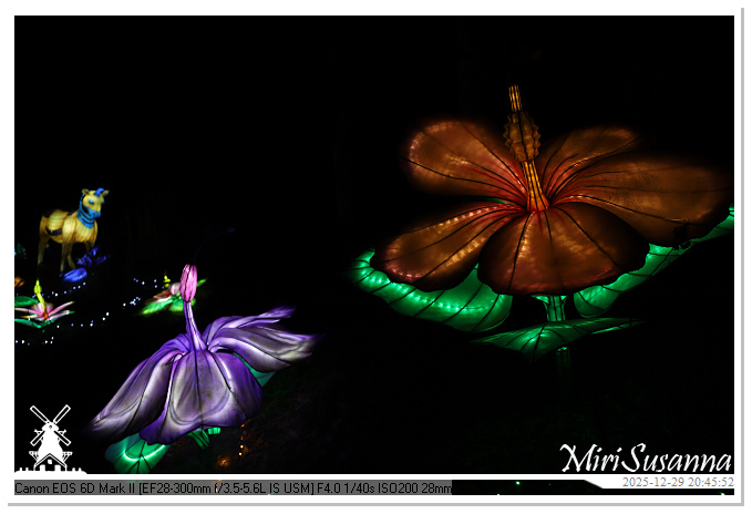 Beekse Bergen Light Safari 2025 IMG_4871