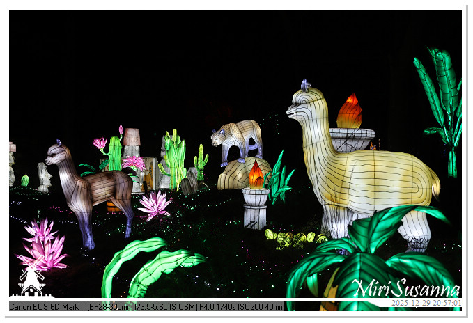 Beekse Bergen Light Safari 2025 IMG_4912