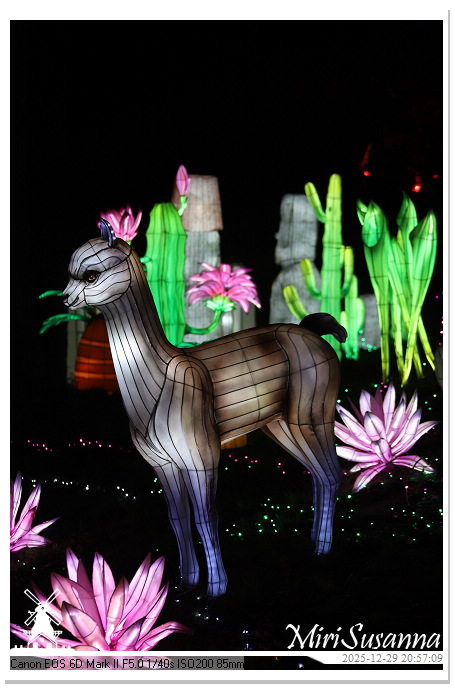 Beekse Bergen Light Safari 2025 IMG_4913