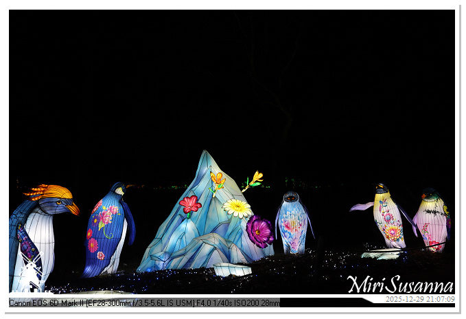 Beekse Bergen Light Safari 2025 IMG_4945