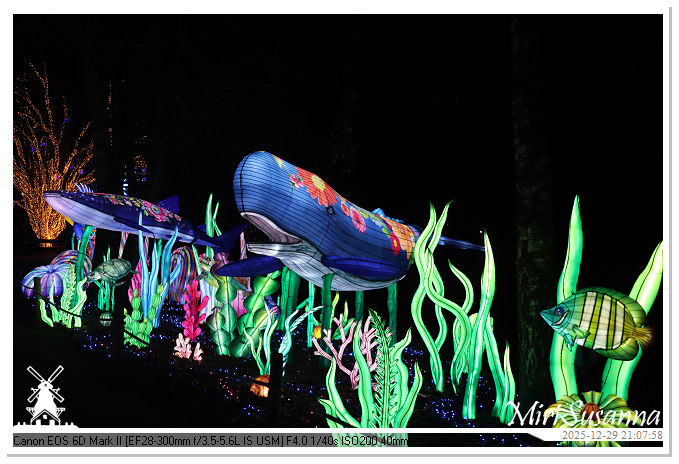 Beekse Bergen Light Safari 2025 IMG_4950