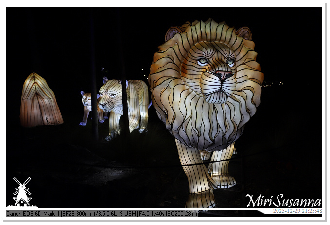 Beekse Bergen Light Safari 2025 IMG_5000