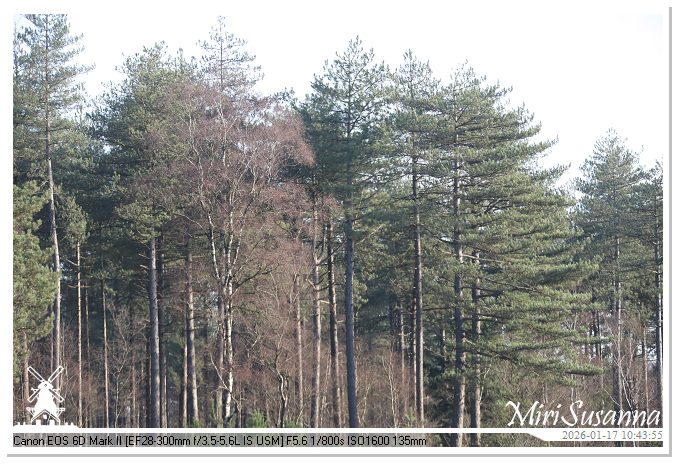 Strabrechtse Heide IMG_5489