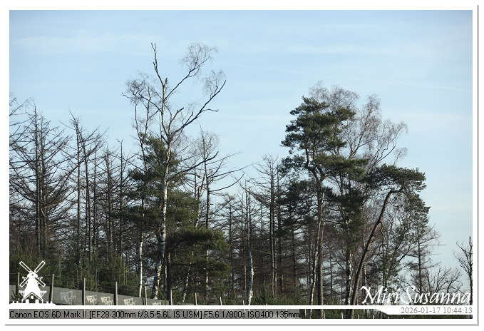 Strabrechtse Heide IMG_5490