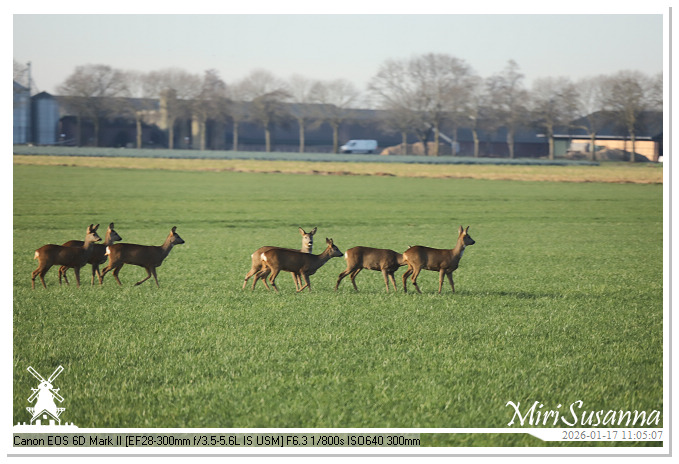 Strabrechtse Heide IMG_5497