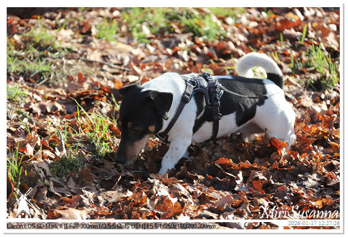 Strabrechtse Heide IMG_5512