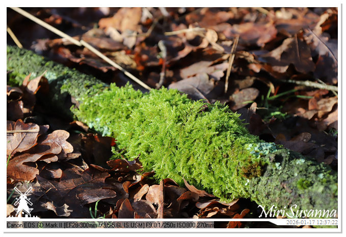 Strabrechtse Heide IMG_5534