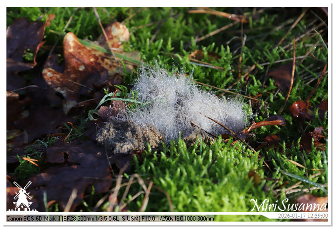 Strabrechtse Heide IMG_5536