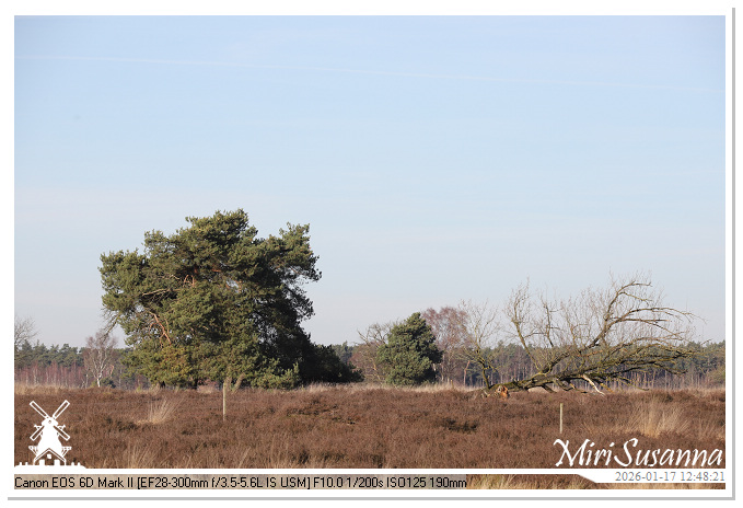Strabrechtse Heide IMG_5542
