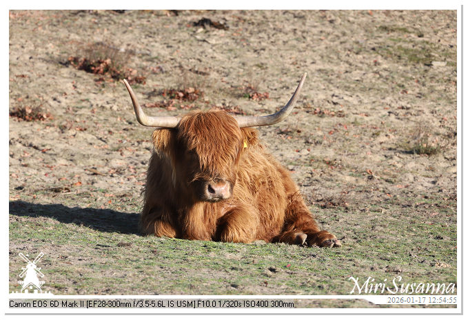 Strabrechtse Heide IMG_5548