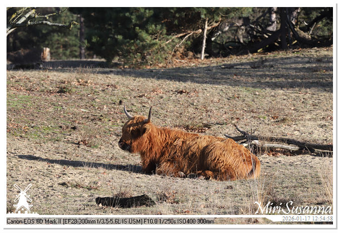 Strabrechtse Heide IMG_5549