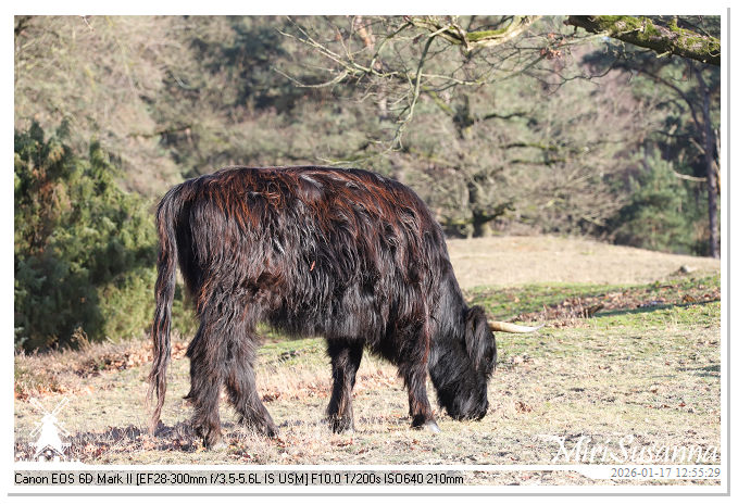 Strabrechtse Heide IMG_5551