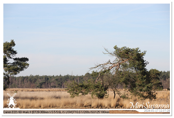 Strabrechtse Heide IMG_5558