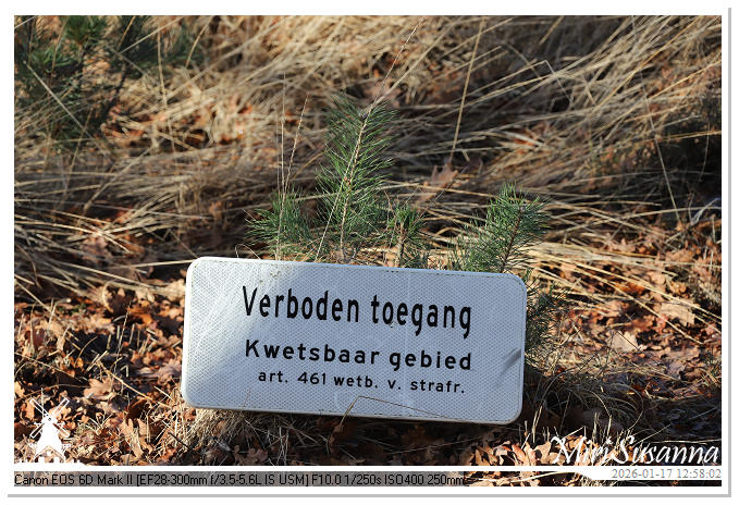 Strabrechtse Heide IMG_5559