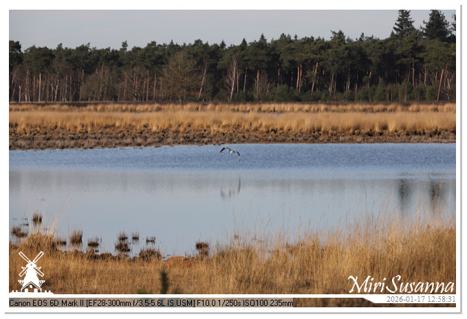 Strabrechtse Heide IMG_5562