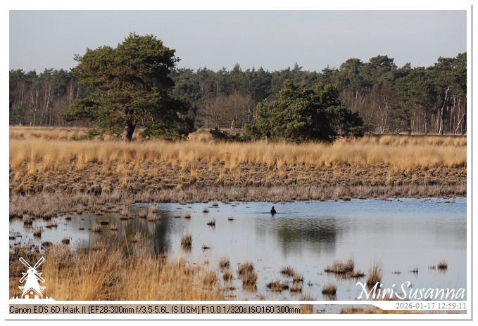 Strabrechtse Heide IMG_5569