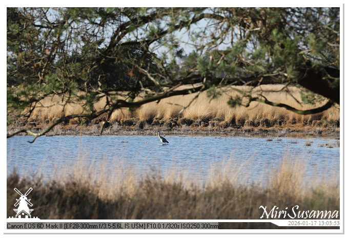 Strabrechtse Heide IMG_5587
