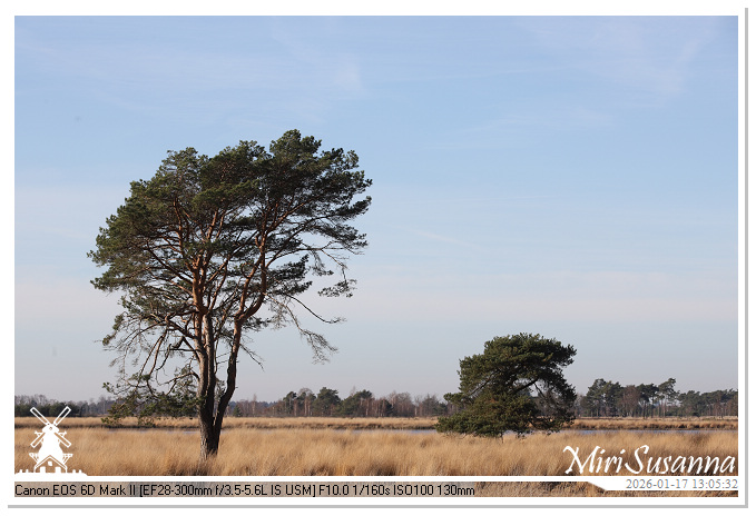 Strabrechtse Heide IMG_5589