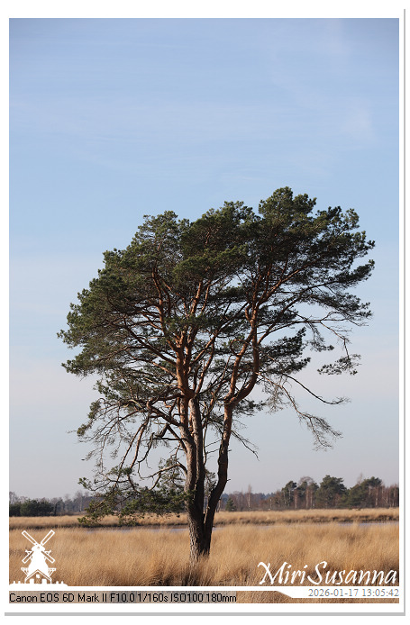 Strabrechtse Heide IMG_5590