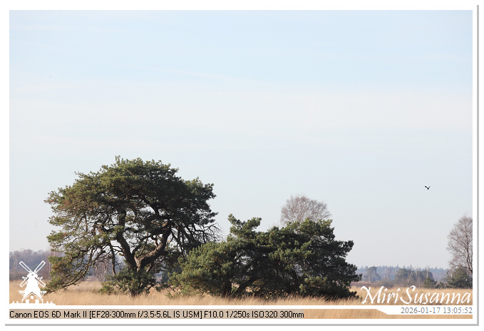 Strabrechtse Heide IMG_5592