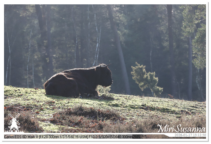 Strabrechtse Heide IMG_5606