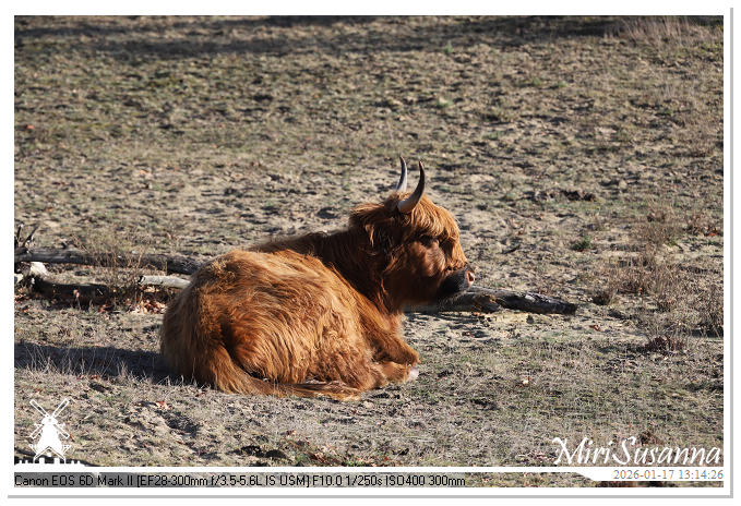 Strabrechtse Heide IMG_5612