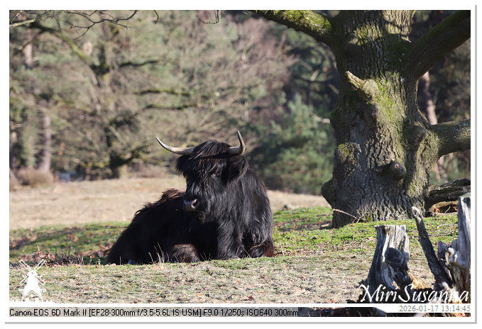 Strabrechtse Heide IMG_5614