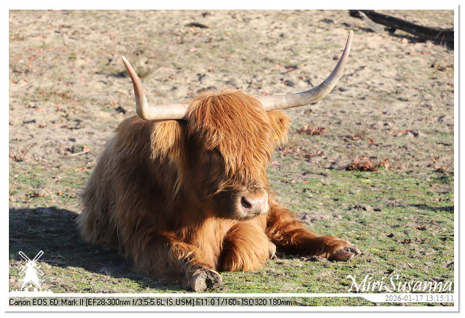 Strabrechtse Heide IMG_5615