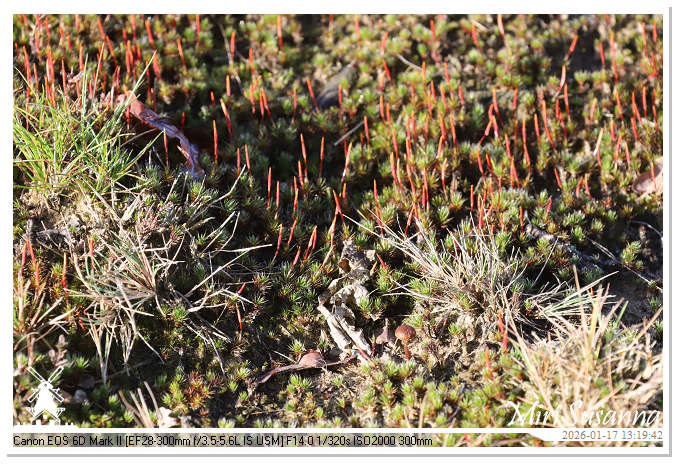 Strabrechtse Heide IMG_5618