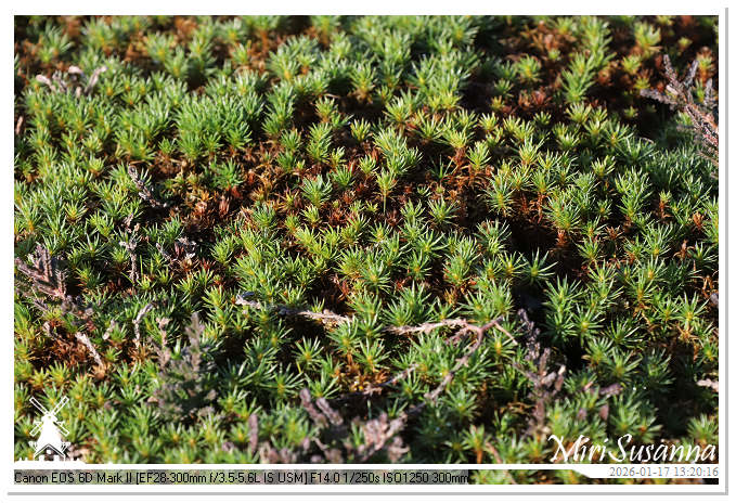 Strabrechtse Heide IMG_5619