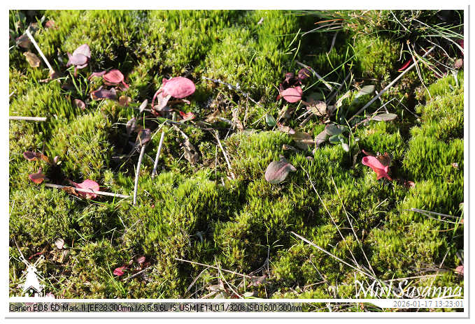 Strabrechtse Heide IMG_5621