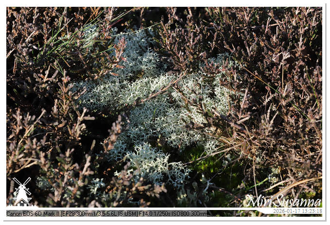 Strabrechtse Heide IMG_5622